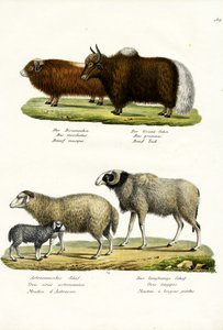 कस्तूरी ऑक्स, 1824
